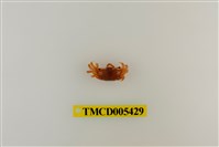 藏品(四角丑招潮蟹)的圖片